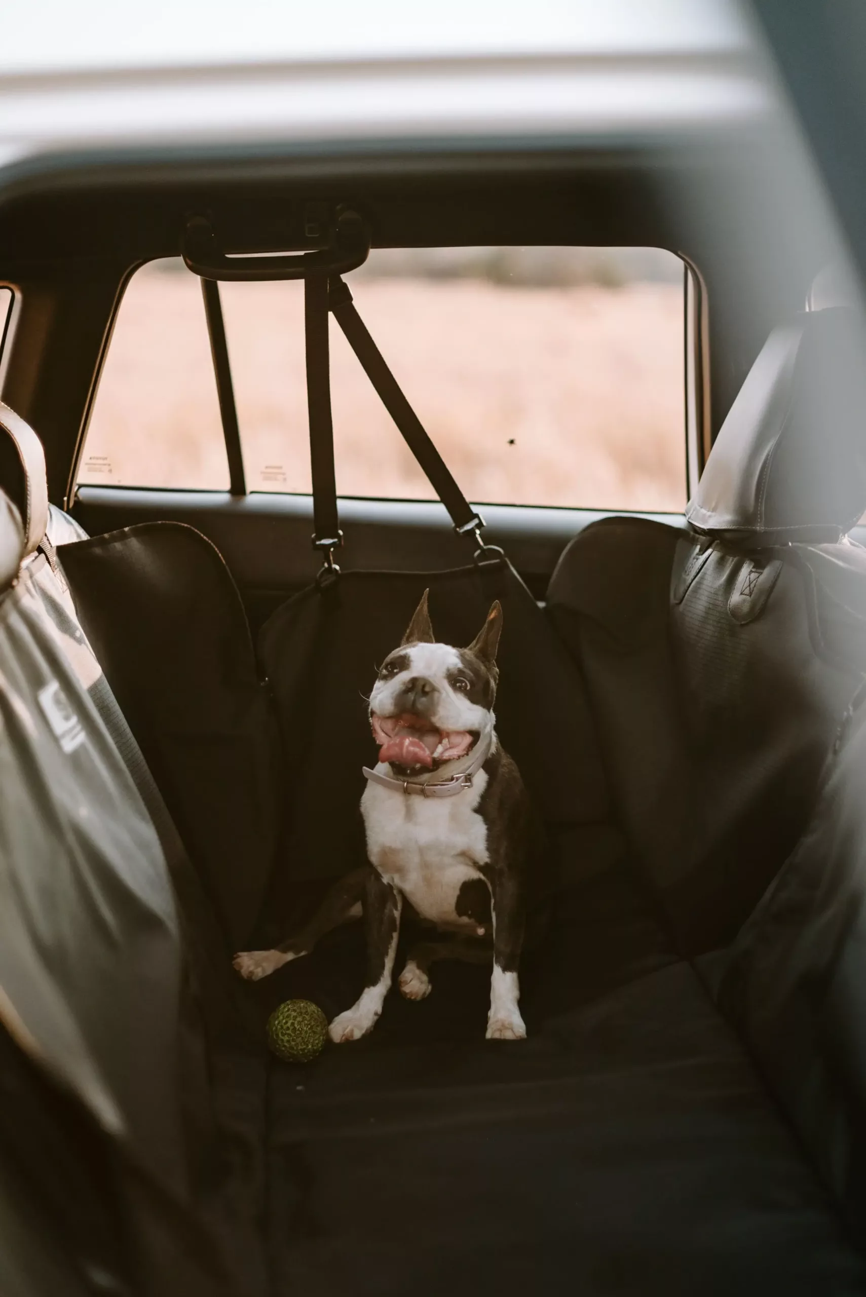 Dog Hammock - Image 5